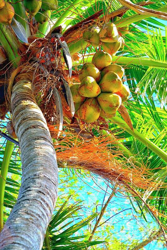 Coconut Palm Tree Poster featuring the photograph Coco by Alison Belsan Horton