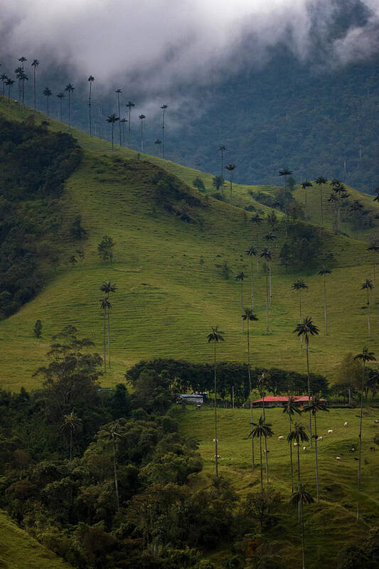 Colombia Poster featuring the photograph Cocora Valley Colombia by Adam Rainoff
