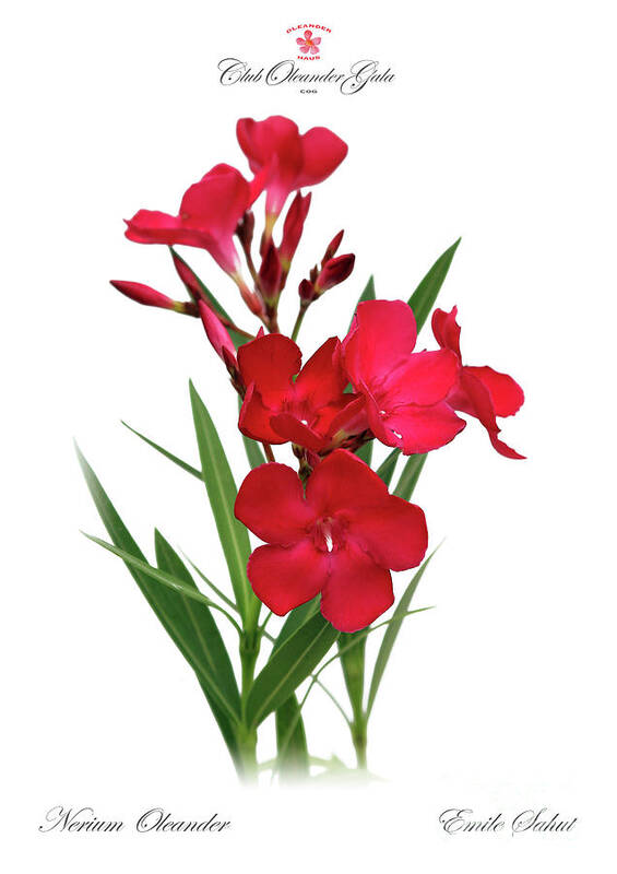 Nerium Oleander Poster featuring the photograph COG Nerium Oleander Emile Sahut by Wilhelm Hufnagl