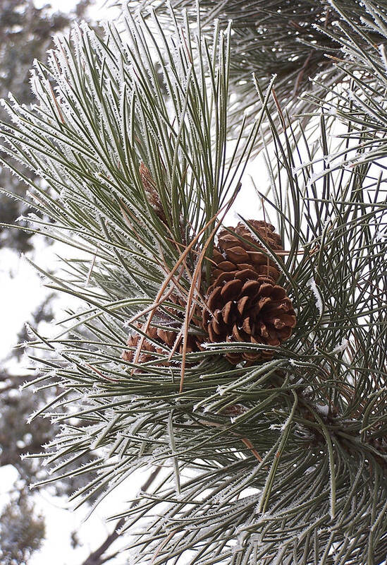 Pine Cone Poster featuring the photograph Cold Pine by JK Dooley