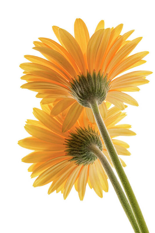 Gerber Daisy Poster featuring the photograph Color Me Happy by Dianna Lynn Walker