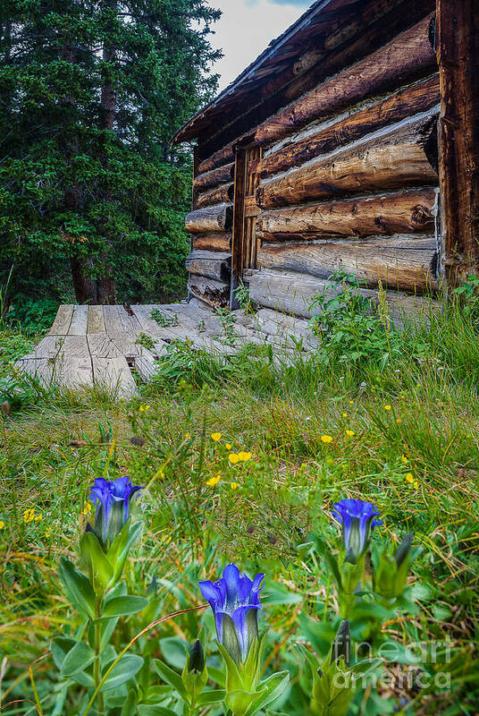 Landscape Poster featuring the photograph Colorado Cabin by Steven Reed