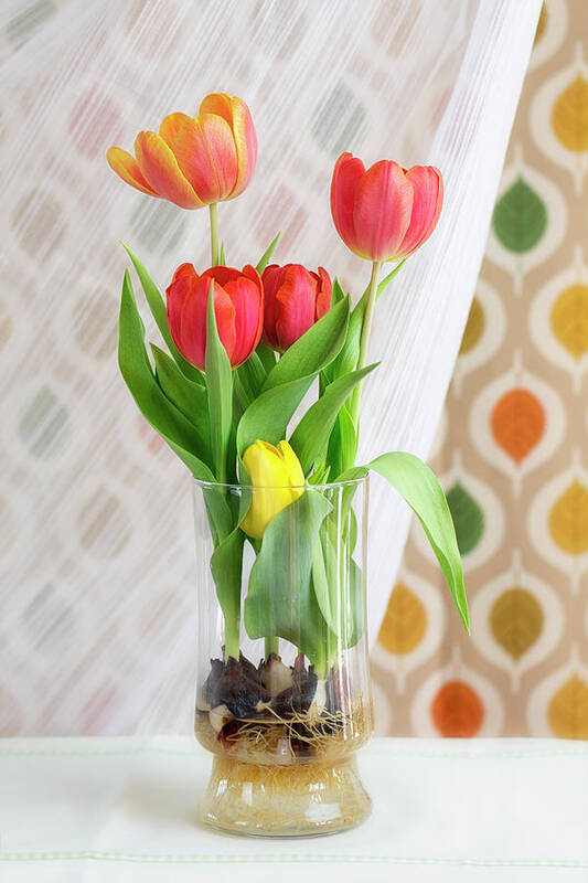 Tulips Poster featuring the photograph Colorful Tulips and Bulbs in Glass Vase by Susan Gary