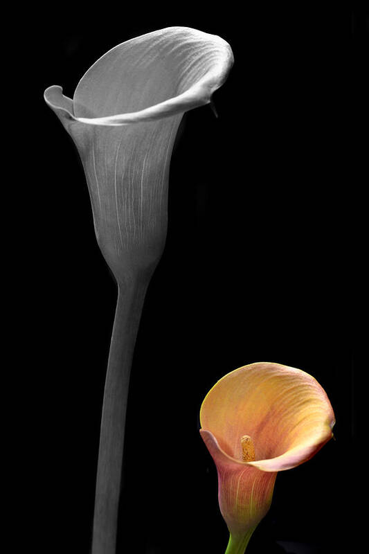 Calla Lily Poster featuring the photograph Colour Below. by Terence Davis