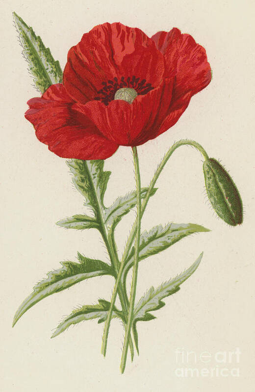Poppy Poster featuring the painting Common Poppy by Frederick Edward Hulme