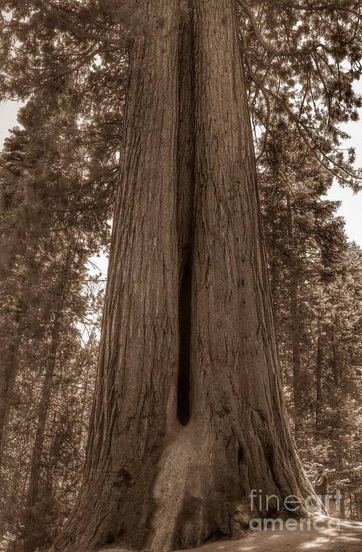 Sequoia Poster featuring the photograph Contemplating Greatness by Leah McPhail