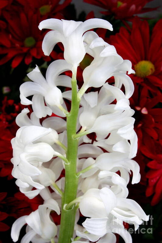 Red And White Flowers Poster featuring the photograph Contrasting Red and White Flowers by Carol Groenen