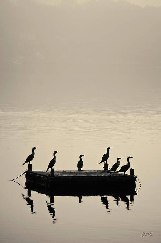 Dock Poster featuring the photograph Cormorants and Dock taunton River No. 2 by David Gordon