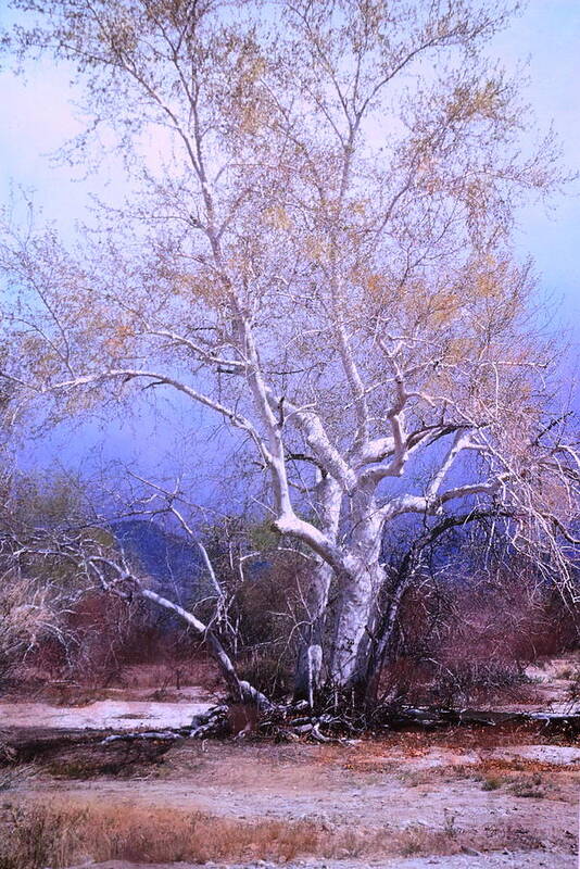 Tucson Poster featuring the photograph Cottonwood Tree by M Diane Bonaparte