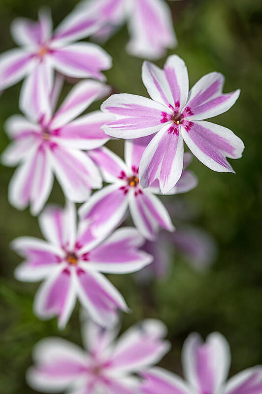 Floral Poster featuring the photograph Creeping Phlox by Jeff Abrahamson