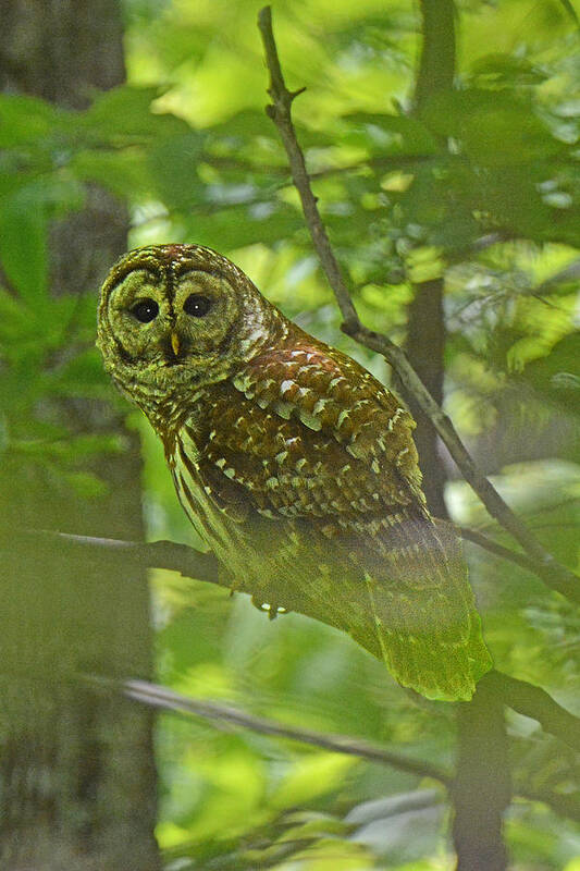 Owl Poster featuring the photograph Curious Barred Owl by Alan Lenk