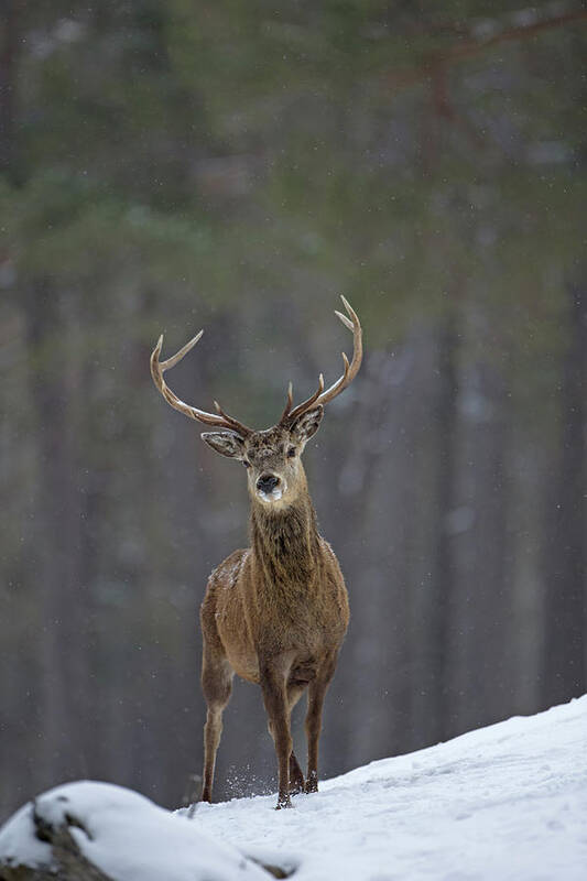 Red Poster featuring the photograph Curious Stag by Pete Walkden