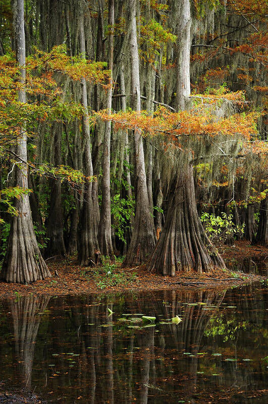 Landscape Poster featuring the photograph Cypress Trees Forest by Iris Greenwell