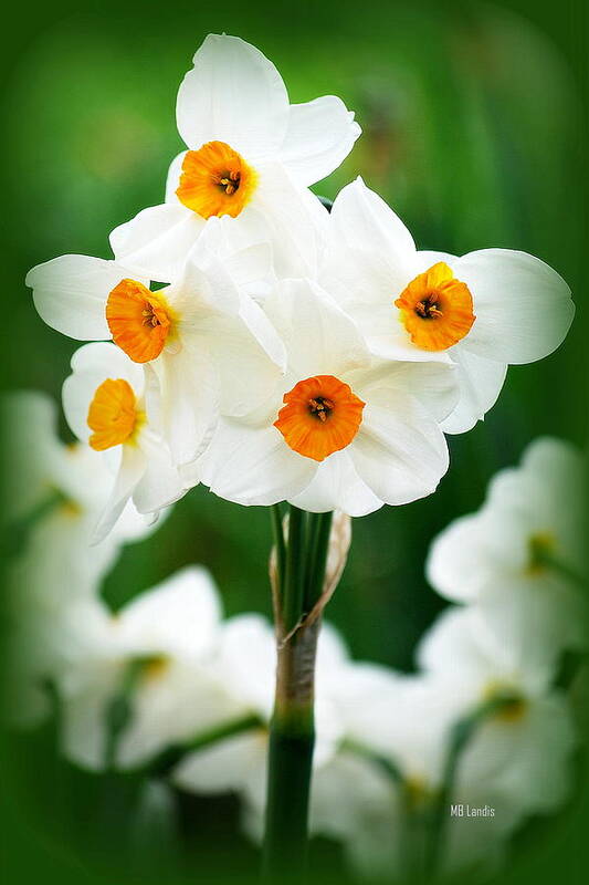 Daffodils Poster featuring the photograph Daffodils by Mary Beth Landis