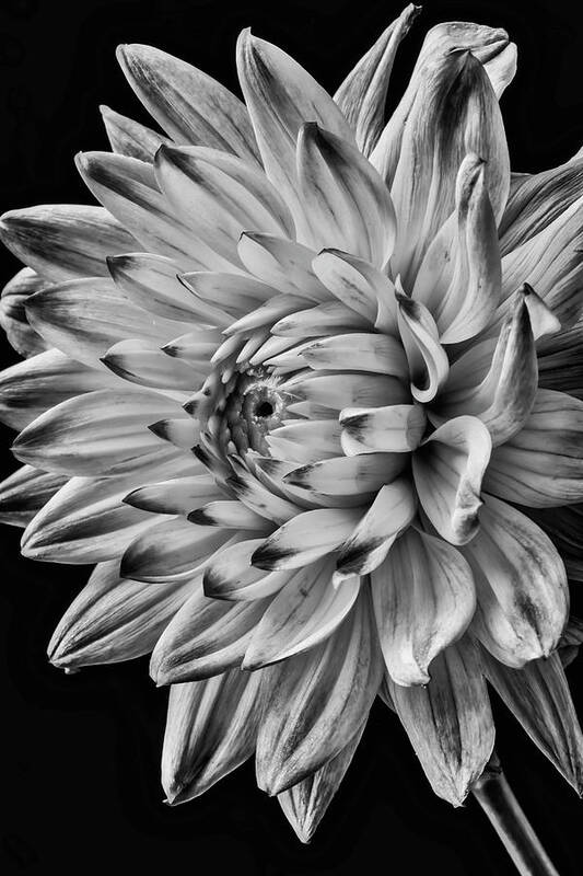 Vertical Poster featuring the photograph Dahlia Beauty In Black And White by Garry Gay