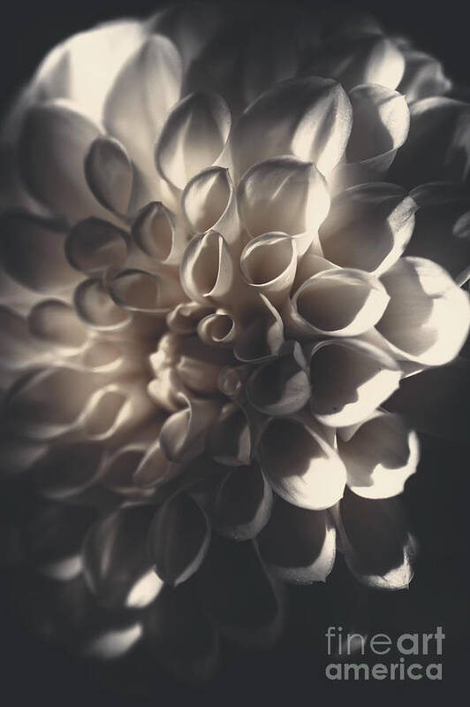 Flora Poster featuring the photograph Dahlia flower close up. Beauty in darkness by Jorgo Photography