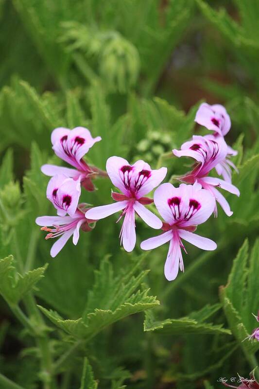 Cranesbill Poster featuring the photograph Dancing Geraniums by Amy Gallagher