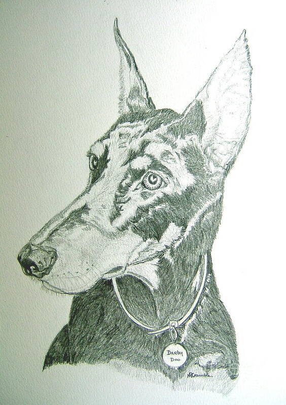 Doberman Pencil Drawing Poster featuring the drawing Darby by Nancy Rucker