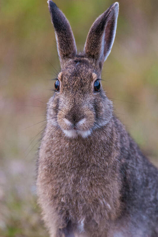 Snowshoe Hare Poster featuring the photograph DDP DJD Snowshoe Hare 85 by David Drew