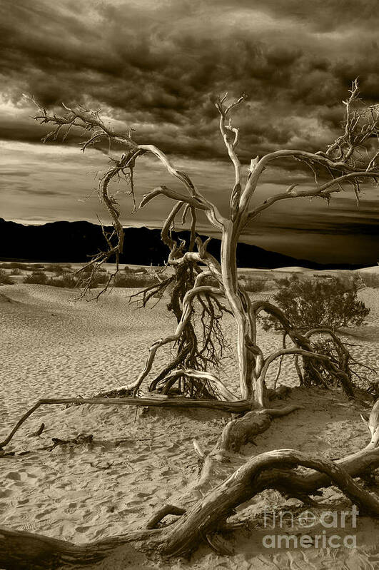 Death Valley Poster featuring the photograph Dead tree in Death Valley 5 by Micah May