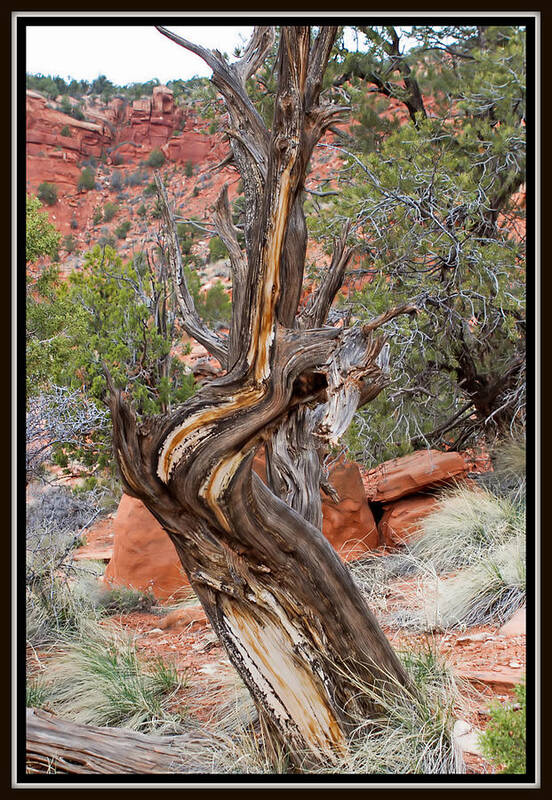 Tree Poster featuring the photograph Decorative Dead Tree by Farol Tomson