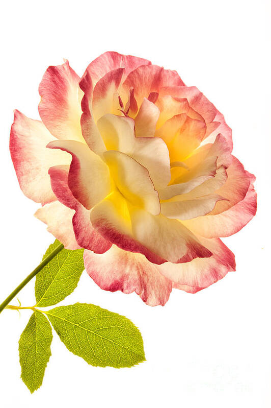 Rose Poster featuring the photograph Delight by Patty Colabuono