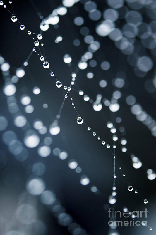 Dew Poster featuring the photograph Dewdrops on cobweb 003 by Clayton Bastiani