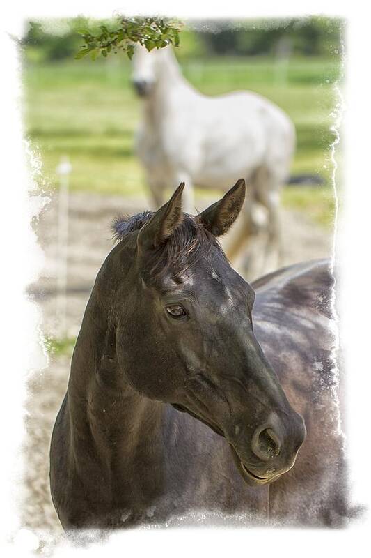 Pasture Poster featuring the photograph Divine Equines Photo Art by Constantine Gregory