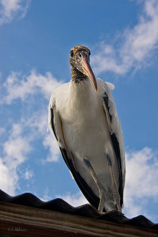 Stork Poster featuring the photograph Do I Know You by Christopher Holmes
