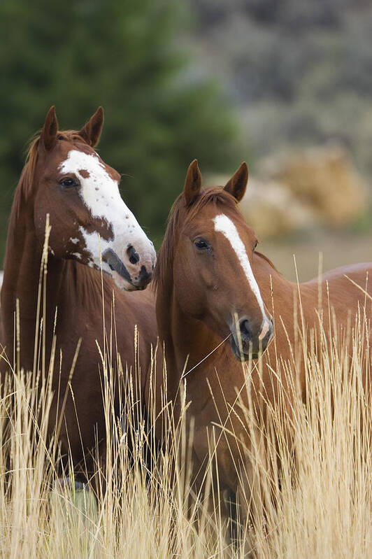 Mp Poster featuring the photograph Domestic Horse Equus Caballus Pair by Konrad Wothe