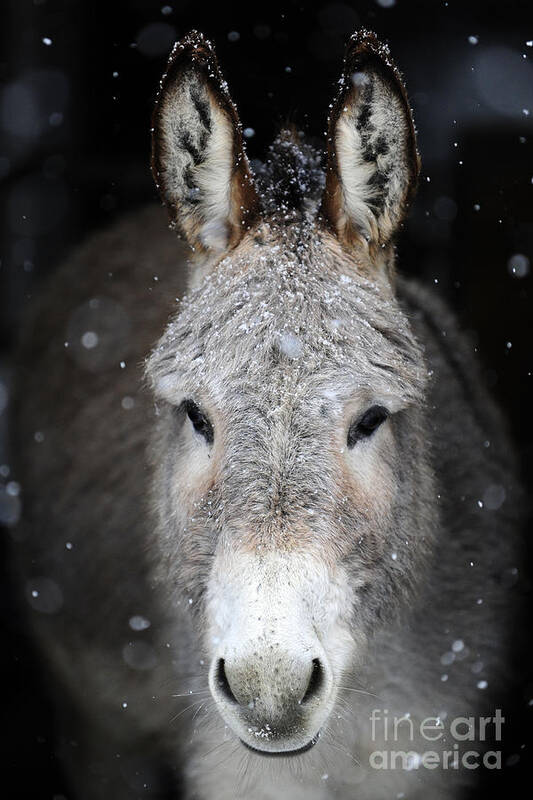 Donkeys Poster featuring the photograph Donkeys #942 by Carien Schippers