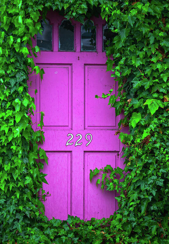 Pink Poster featuring the photograph Door 229 by Darren White