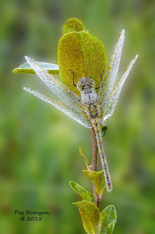 Dragon Fly Poster featuring the photograph Dragon Fly in the Dew by Peg Runyan