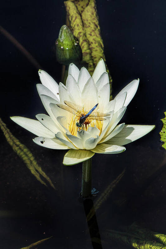Dragon Fly Poster featuring the photograph Dragon Fly on Lily by John Rivera