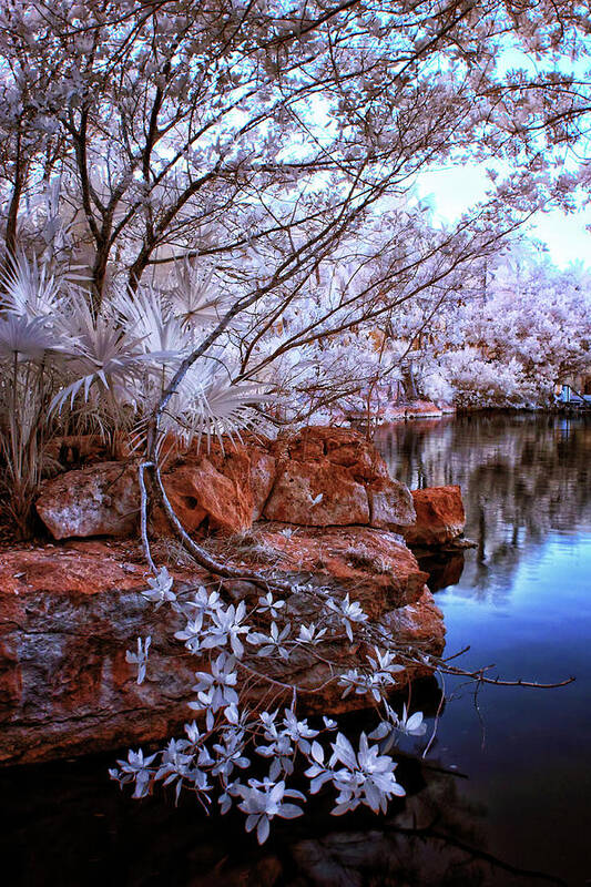 Infrared Poster featuring the photograph Dreamscape by Edward Kreis