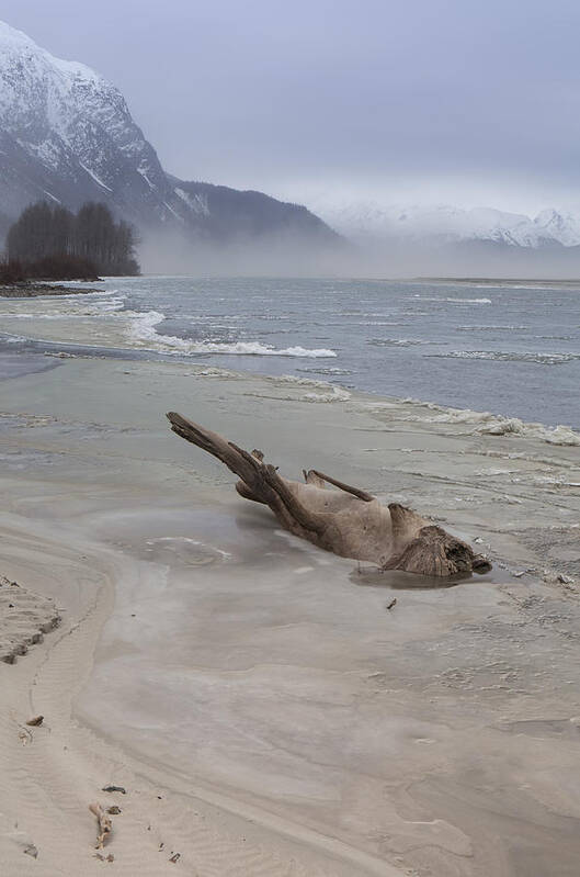 Alaska Poster featuring the photograph Driftwood Animal by Michele Cornelius