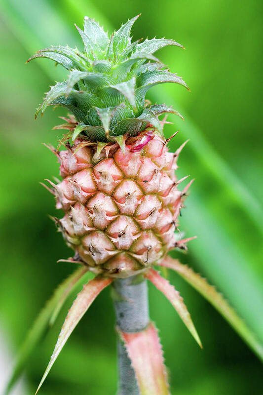 Pineapple Poster featuring the photograph Dwarf Pineapple II by Mary Anne Delgado