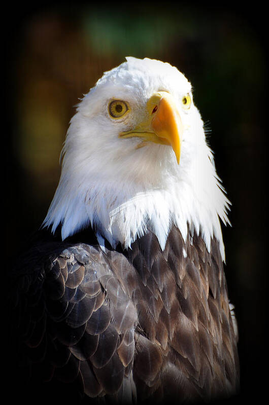 Eagle Poster featuring the photograph Eagle 14 by Marty Koch