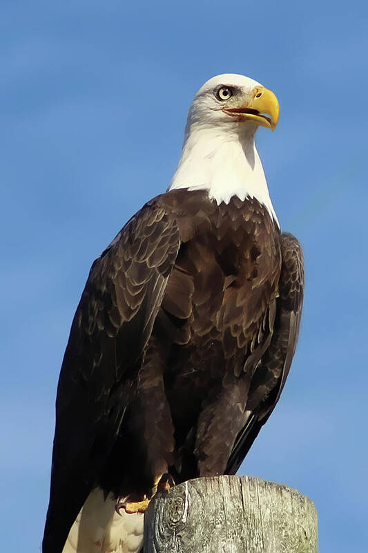 Eagle Poster featuring the photograph Eagle Standing Proud by TnBackroadsPhotos