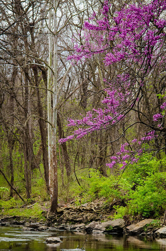 Nature Poster featuring the photograph Early Spring on Mill Creek by Jeff Phillippi