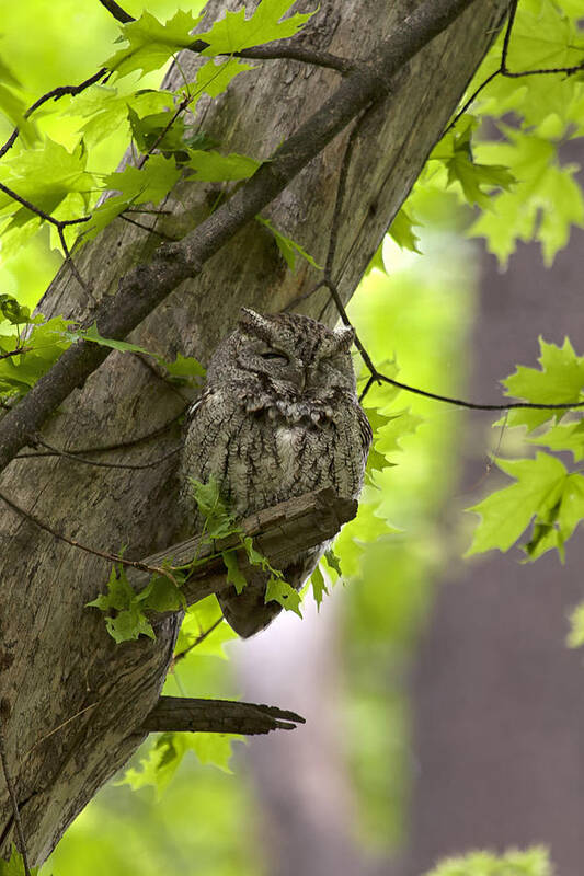 Owl Poster featuring the photograph Eastern Screech Owl by Eunice Gibb