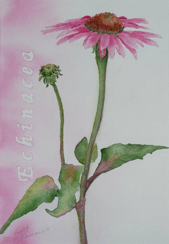 Flower Poster featuring the painting Echinacea by Ruth Kamenev
