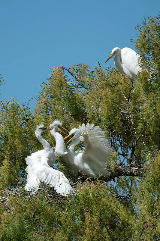 Egret Poster featuring the photograph Egrets by Catherine Lau