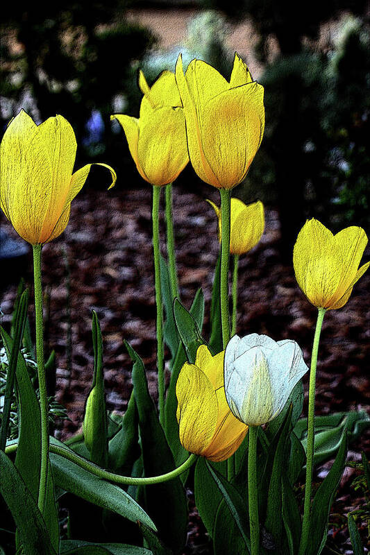 Nature Poster featuring the photograph Embossed Yellow and White Tulips by Sheila Brown