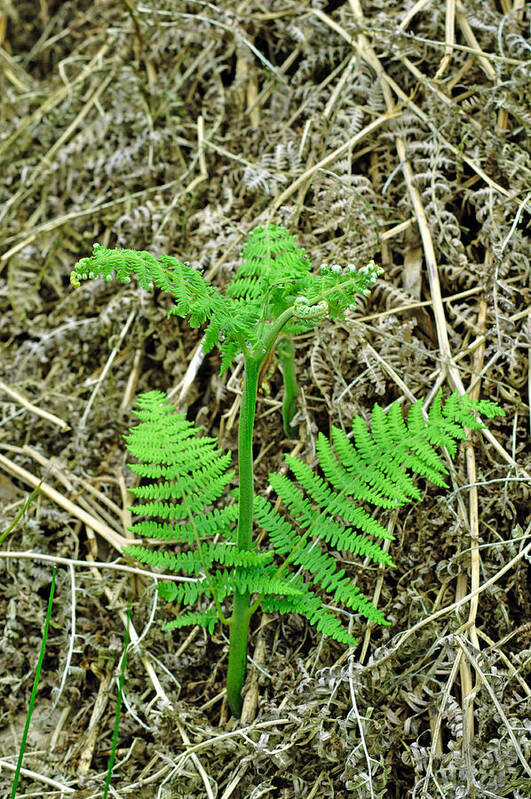 Europe Poster featuring the photograph Emerging Fronds of Bracken by Rod Johnson