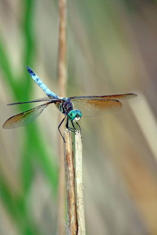 Dragonfly Poster featuring the photograph Emperor Dragonfly by Daniel Caracappa