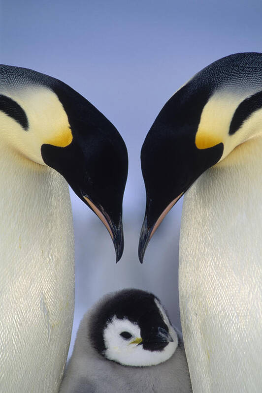 00140140 Poster featuring the photograph Emperor Penguin Family by Tui De Roy