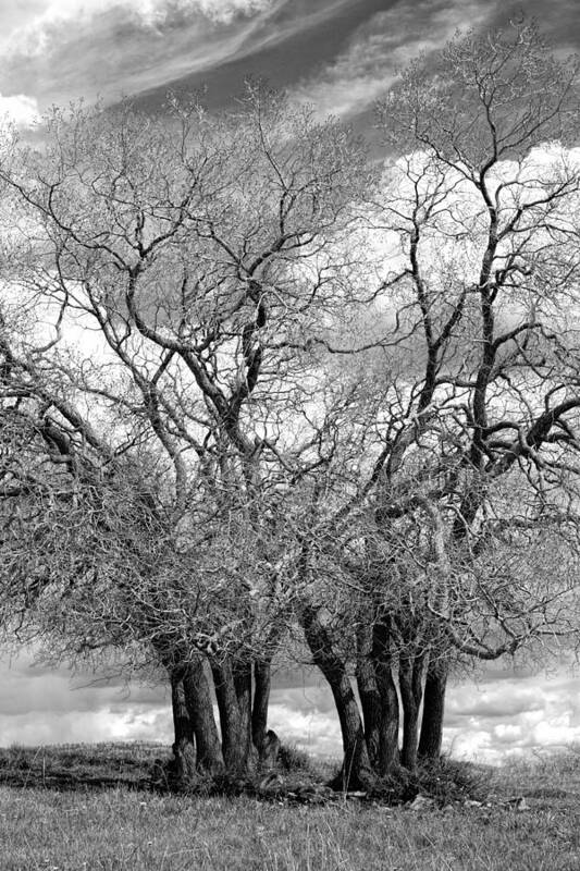 Trees Poster featuring the photograph Entwined by Denise Bush
