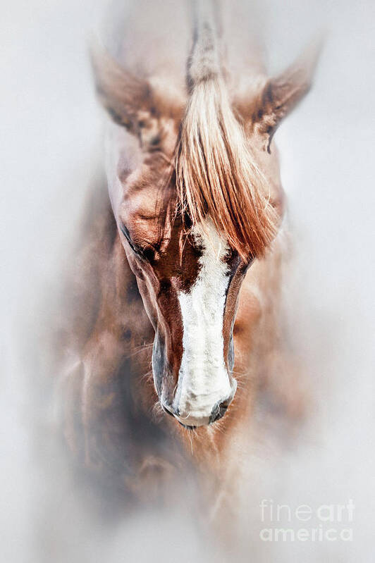 Horse Poster featuring the photograph Equine portrait Beautiful thoroughbred horse head by Dimitar Hristov