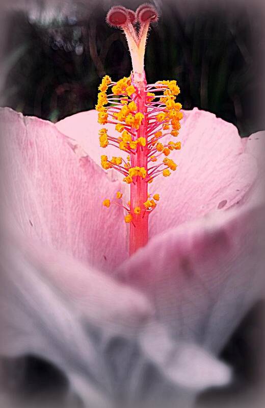 Hibiscus Poster featuring the photograph Erect by Kathy Barney